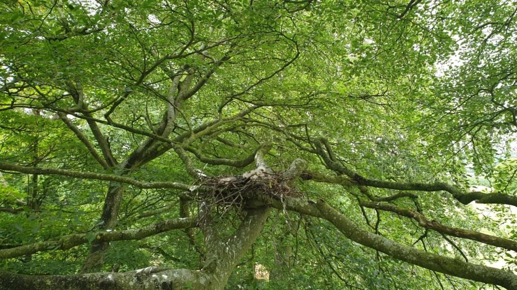 A red kite chick, approximately two weeks old, in a stick nest constructed several metres out the braches, away from the trunk of a large sycammore tree.