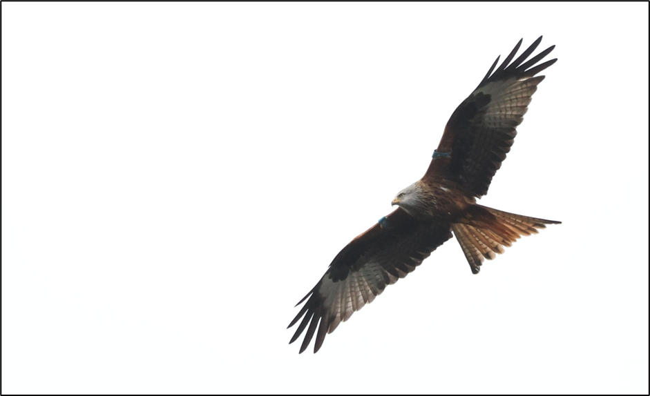 Hawk Eyes Project Secures Major Grant to Protect Ireland’s Raptors ...